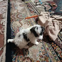 توله سگ جیبی .عروسکی|سگ|مشهد, طبرسی شمالی|دیوار