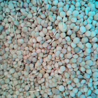 عدس و انواع نخود