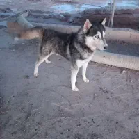 سگ هاسکی|سگ|تایباد, |دیوار