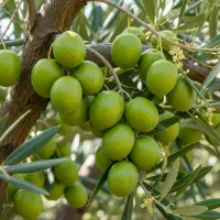 نهال زیتون کنسروی برتر،انتخاب اول باغداران حرفه‌ای