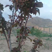 فروش باغ  ۲۰۰ و ۳۰۰ متری در شهرک خور هشتگرد|فروش زمین و ملک کلنگی|هشتگرد, خور|دیوار