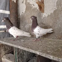 کبوتر کله سرخ