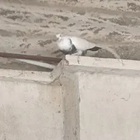 کبوتر جفت