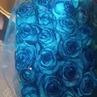 رز هلندی|گل مصنوعی|برازجان, |دیوار