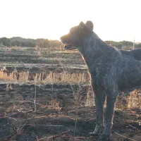 واگذاری سگ افغان|سگ|کرمانشاه, |دیوار