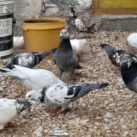کبوتر  جفتی ۸۰۰