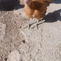 جوجه گلین|حیوانات مزرعه|اسلام‌‌آباد غرب, |دیوار