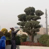 خدمات باغبانی باغچه گلدون وهرسکاری سم پاشی