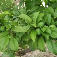 فروش باغچه 900 متری سند تک برگ|فروش دفتر صنعتی، کشاورزی، تجاری|رباط‌کریم, رباط‌کریم|دیوار