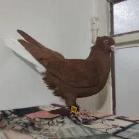 2 تا نر ناشی سرخ دم سفید یکه