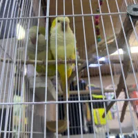 طوطی  راهب و خورشیدی|پرنده|اهواز, ۳۰ متری|دیوار