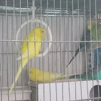 مرغ عشق|پرنده|خمینیشهر, |دیوار