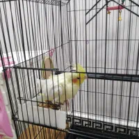 عروس هلندی|پرنده|بندر ماهشهر, |دیوار