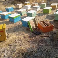 کلونی های قوی و خوب کندوی عسل