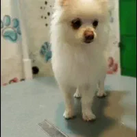 سگ پامر فوری