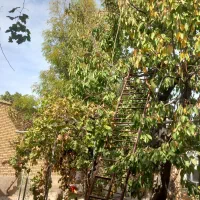 یک واحد مسکونی واقع درخ امام پشت مسجد حاج ملک|فروش خانه و ویلا|گوگان, |دیوار
