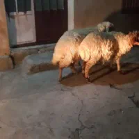 3عدت  شک اول شکم دوتا زاید یکی بره گرفت|حیوانات مزرعه|آبدانان, |دیوار