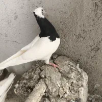 دو عدد جوجه طوقی