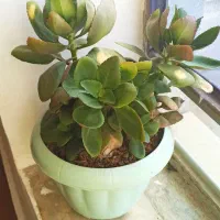 گل‌ طبیعی  پتوس قاشقی|گل و گیاه طبیعی|کوهدشت, |دیوار