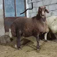 بره هترو با شناسنامه و تضمین ژن
