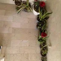 گل و گیاه|گل و گیاه طبیعی|تهران, شهرک استقلال|دیوار