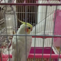 عروس هلندی|پرنده|مشهد, کوی سیدی|دیوار