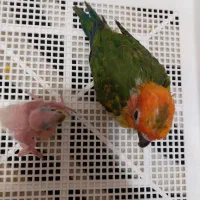 طوطی سرلاکی خورشیدی