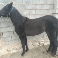 فروش اسب مشکی وکسی