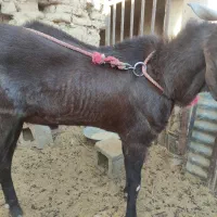 نری پاکستانی