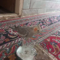 عروس هلندی|پرنده|شیروان (خراسان), |دیوار