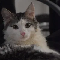 گربه ام گمشده حالم خوب نیست ب یابنده مژدگانی میدم