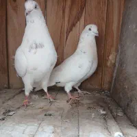 کفتر کبوتر پرشی تکی جفتی یجایی