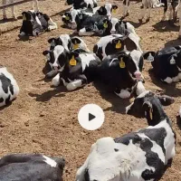 یک راس گوساله نر هلشتاین دوماه نیم