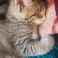 واگذاری دوتا گربه