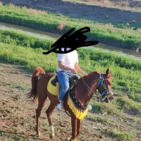 اسب عرب ایرانی|اسب و تجهیزات اسب‌سواری|مشهد, رسالت|دیوار