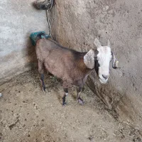 ۳ عدد بز‌ شیری ۳ عدد کره|حیوانات مزرعه|یزد, |دیوار
