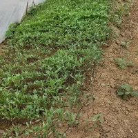 شتیل گوجه فرنگی