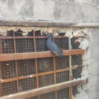 کبوتر کشتنی