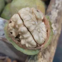 خریدار گردو خوب به صورت نقدی