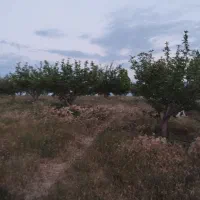 باغ قطره ای پسته بیگلو