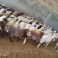 بره ماده|حیوانات مزرعه|ماهیدشت, |دیوار