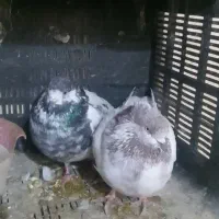 سلام ۳جفت کبوتر به فروش میرسد|پرنده|شاهرود, |دیوار