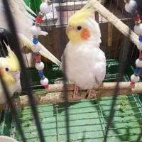 عروس هلندی لوتینو