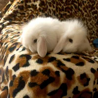 خرگوش لوپ چشم ابی.و خرگوش مینیاتوری|موش و خرگوش|تبریز, |دیوار