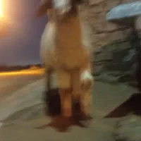 بره عراقی نر