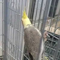 عروس هلندی نر دستی