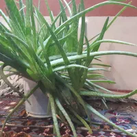 گل آلوورا|گل و گیاه طبیعی|بروجرد, |دیوار