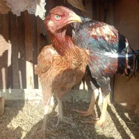 خروس و مرغ لاری و مرغ و خروس آمروک|حیوانات مزرعه|الوند, |دیوار