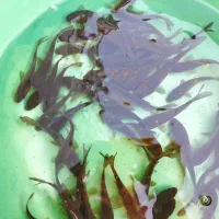 پرورش و فروش ماهی کپور طلایی تاتار