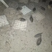 خروس و تعدادی بلدرچین|حیوانات مزرعه|حمیدیا, |دیوار